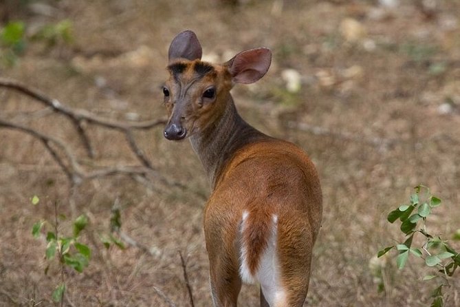 Game Drive Wilpattu National Park : Private Tour - Operated by Nefelibata Travels