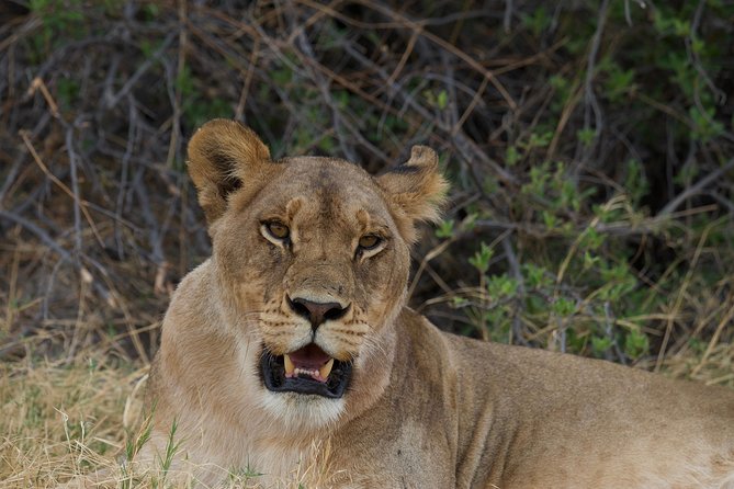 Game Drives - Experience Inclusions
