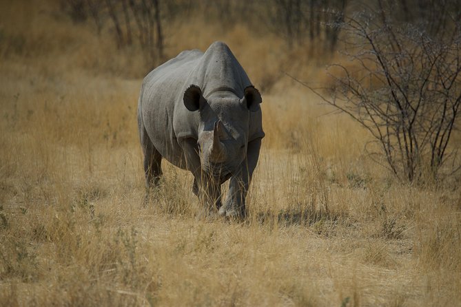 Game Drives - What to Expect During the Drive