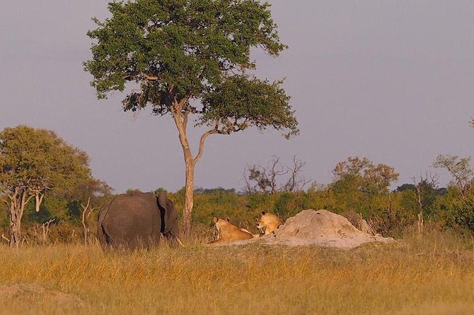 Game Drives - Tips for a Successful Game Drive