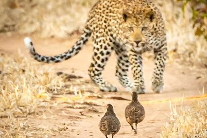 Game Drives - Customer Reviews and Feedback