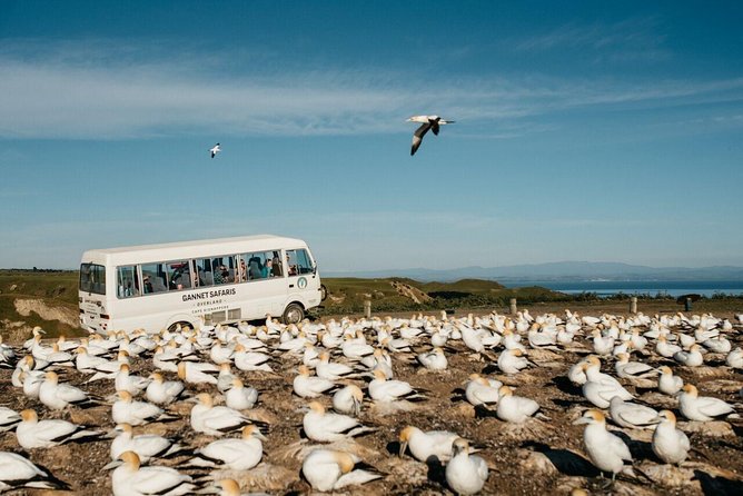 Gannet Safaris Overland Tour to Cape Kidnappers Gannet Colony - Visitor Experiences and Feedback
