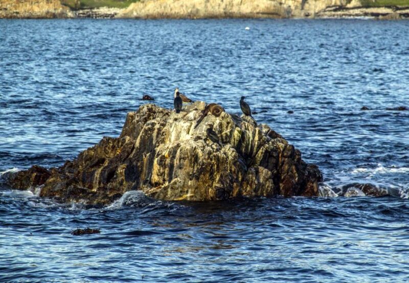 Gansbaai and Big 5 Sea Safari Full-Day Tour From Cape Town - Key Points