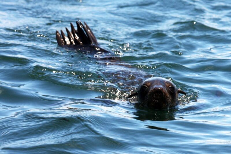 Gansbaai and Big 5 Sea Safari Full-Day Tour From Cape Town - Coastal Scenic Drive