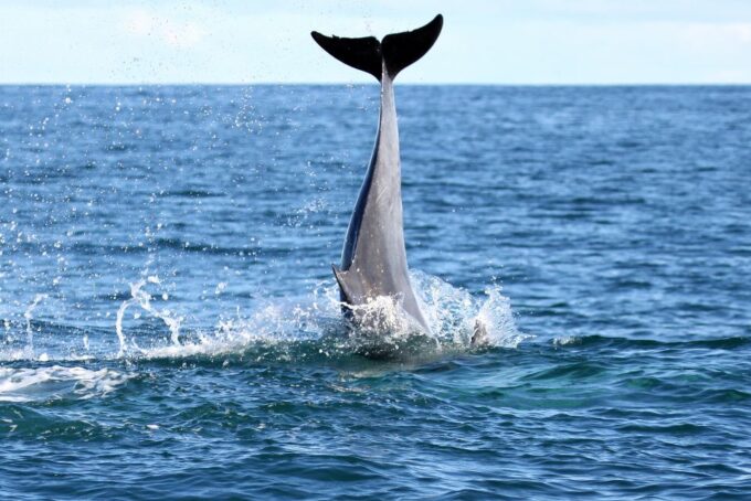 Gansbaai and Big 5 Sea Safari Full-Day Tour From Cape Town - Frequently Asked Questions