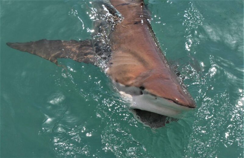Gansbaai: Marine Big 5 Boat Tour - Key Points