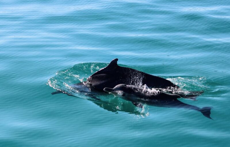 Gansbaai: Marine Big 5 Boat Tour - Inclusions and Amenities