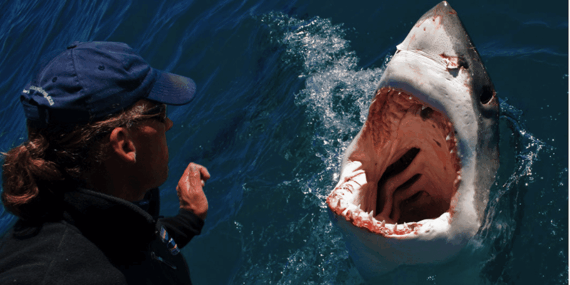 Gansbaai: Shark Cage Dive and Onboard Viewing - Key Points