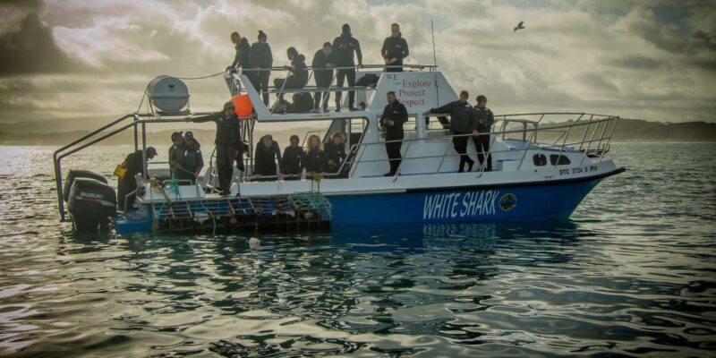 Gansbaai: Shark Cage Dive and Onboard Viewing - Shark Species Sighted
