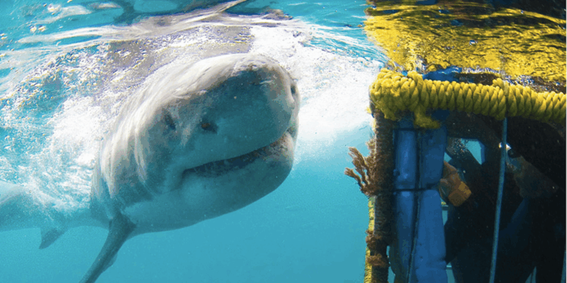 Gansbaai: Shark Cage Dive and Onboard Viewing - Cage Diving Experience
