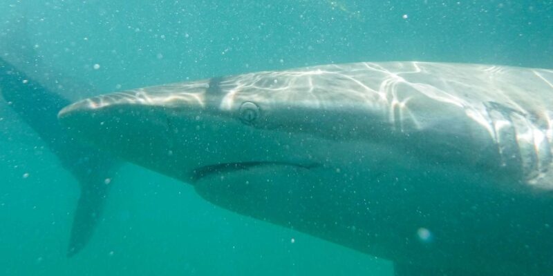 Gansbaai: Shark Cage Dive and Onboard Viewing - Safety and Inclusions