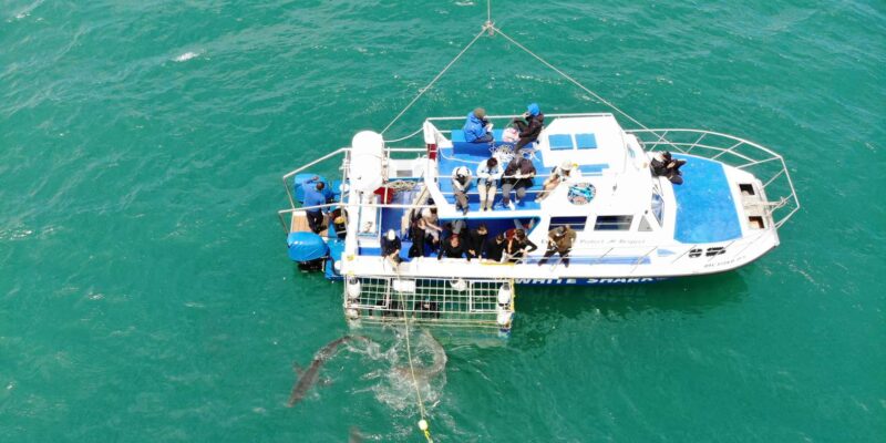 Gansbaai: Shark Cage Dive and Onboard Viewing - Tour Schedule and Booking