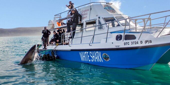 Gansbaai: Shark Cage Dive and Onboard Viewing - What to Bring and Expect