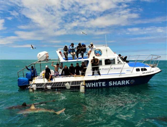 Gansbaai: Shark Cage Dive and Onboard Viewing - Customer Reviews and Feedback