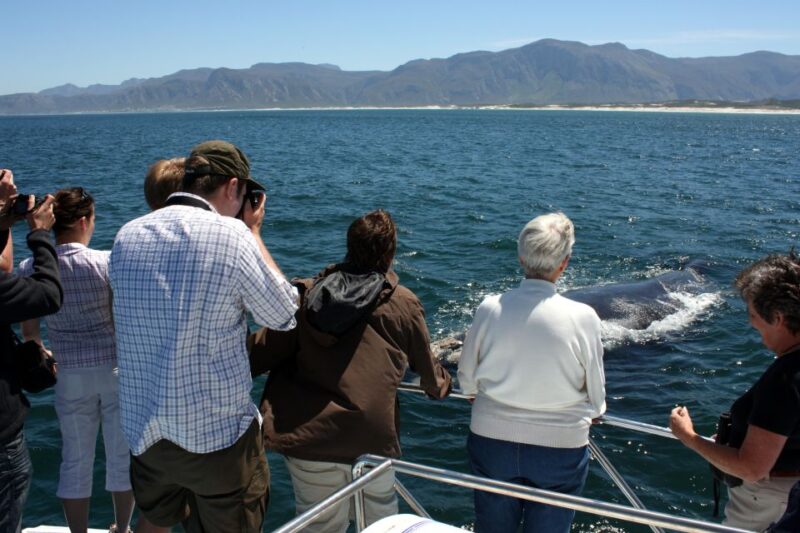 Gansbaai: Shark Dive & Whale Watching Combo Boat Trip - Key Points