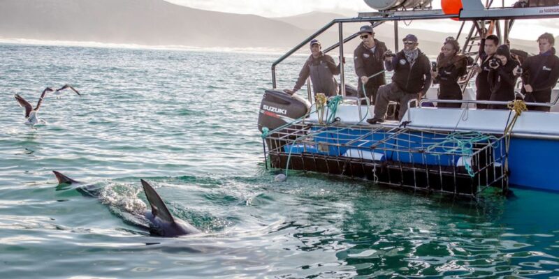 Gansbaai: Shark Dive & Whale Watching Combo Boat Trip - Shark Diving Experience