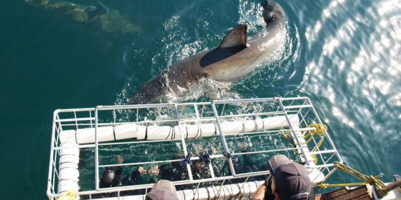 Gansbaai: Shark Dive & Whale Watching Combo Boat Trip - Dyer Island and Shark Alley