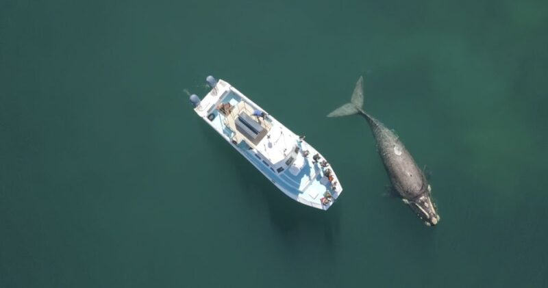 Gansbaai: Shark Dive & Whale Watching Combo Boat Trip - Cage Diving Details