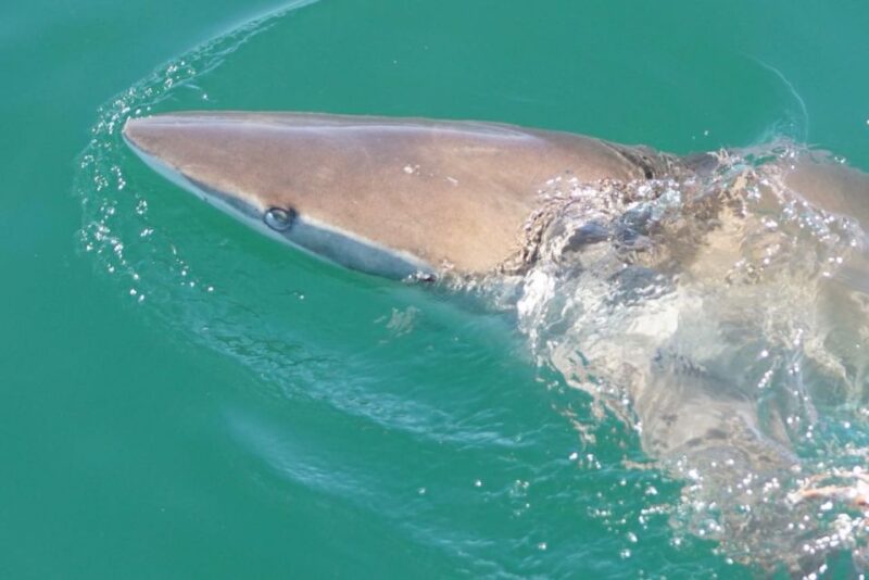 Gansbaai: Shark Dive & Whale Watching Combo Boat Trip - Whale Watching Excursion
