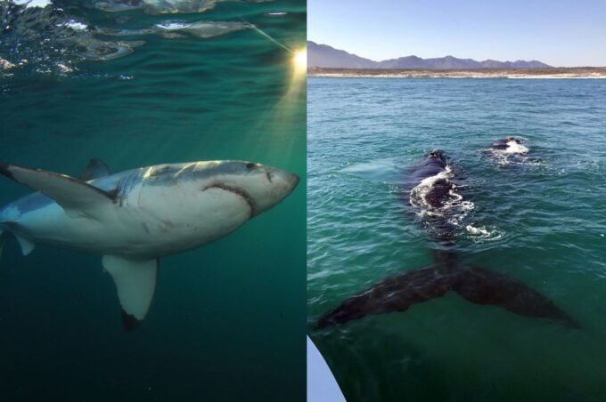 Gansbaai: Shark Dive & Whale Watching Combo Boat Trip - Age Restrictions