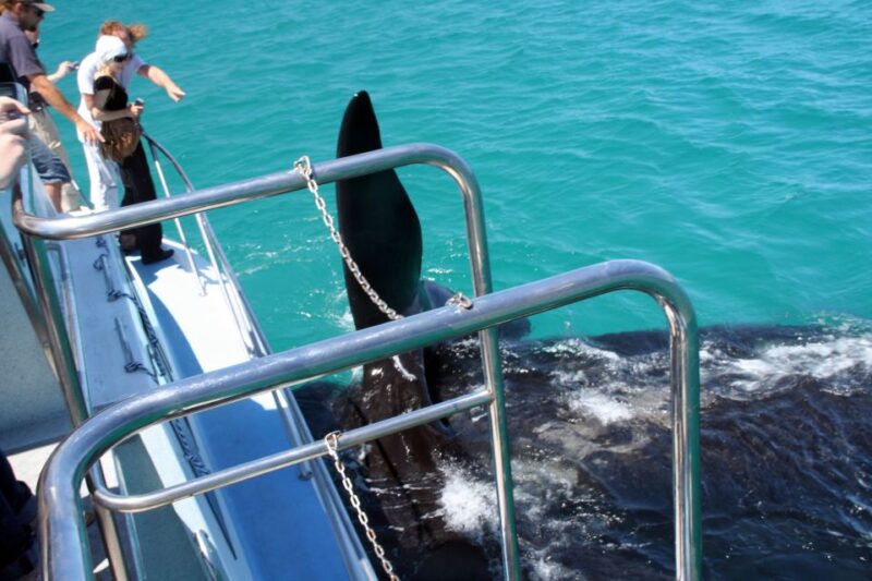 Gansbaai: Whale Watching Trip by Boat - Highlights of the Experience