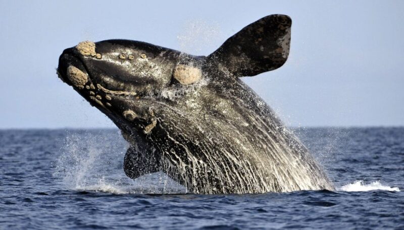 Gansbaai: Whale Watching Trip by Boat - What to Expect