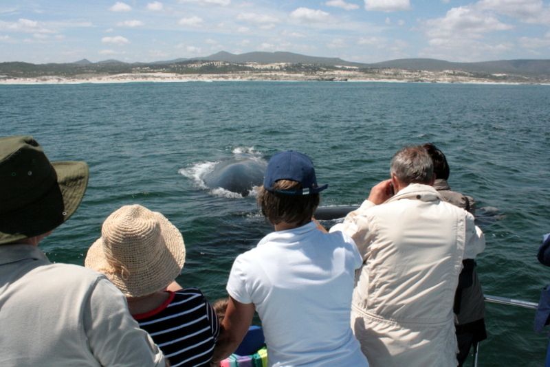 Gansbaai: Whale Watching Trip by Boat - Scheduling and Availability