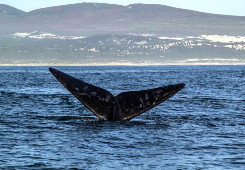 Gansbaai: Whale Watching Trip by Boat - Meeting Point and Directions