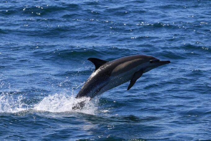 Gansbaai: Whale Watching Trip by Boat - Preparing for the Trip