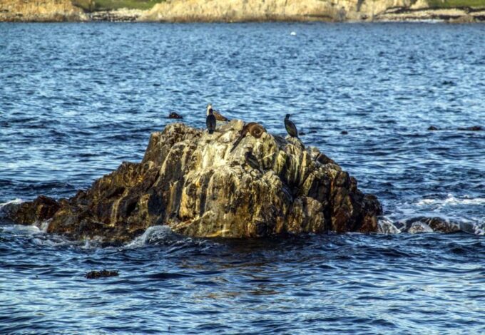 Gansbaai: Whale Watching Trip by Boat - Frequently Asked Questions