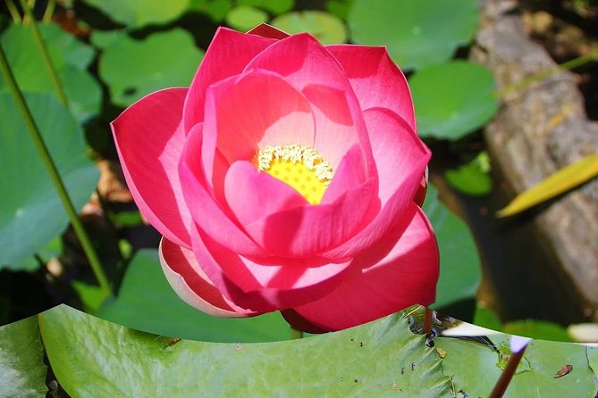 Garden Delight Full-Day Tour in Barbados - Booking Information