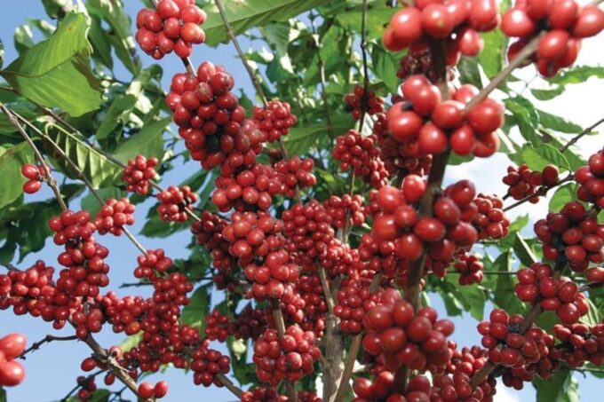 Garden: Horseback Ride With Coffee Villa and Waterfall - Customer Feedback