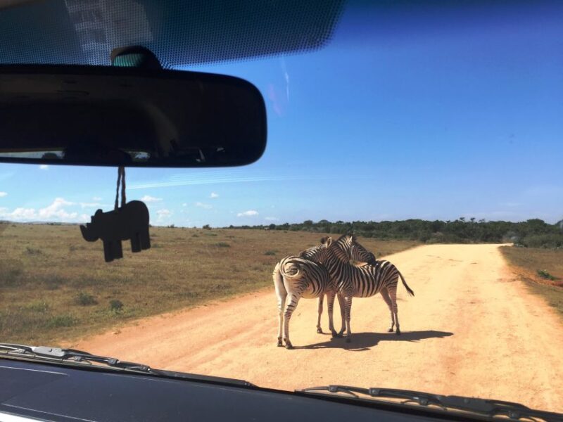 Garden Route and Addo Elephant National Park: 5-Day Safari - Departure and Drop-off in Port Elizabeth