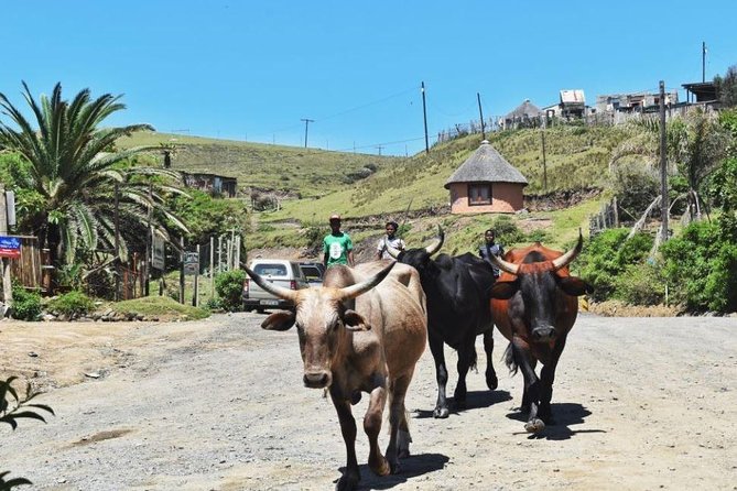 Garden Route Durban to Cape Town via Addo National Park - 7 Days - Itinerary Highlights
