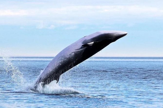 Garden Route Durban to Cape Town via Addo National Park - 7 Days - Included Meals and Beverages
