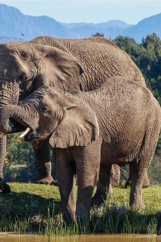 Garden Route Private Safari Tour From Cape Town for 4 Days - Cango Caves Exploration
