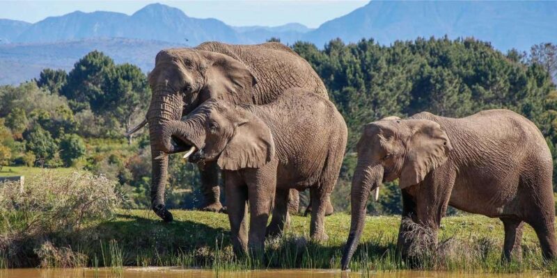 Garden Route Private Safari Tour From Cape Town for 4 Days - Ostrich Farm Experience