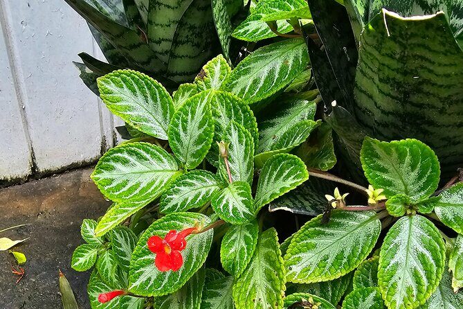 Gardens and Nature Chauffeur Adventures St. Lucia - Exploring Gardens and Nature Chauffeur Adventures in St. Lucia