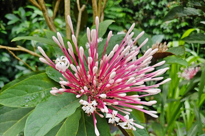 Gardens and Nature Chauffeur Adventures St. Lucia - Final Thoughts