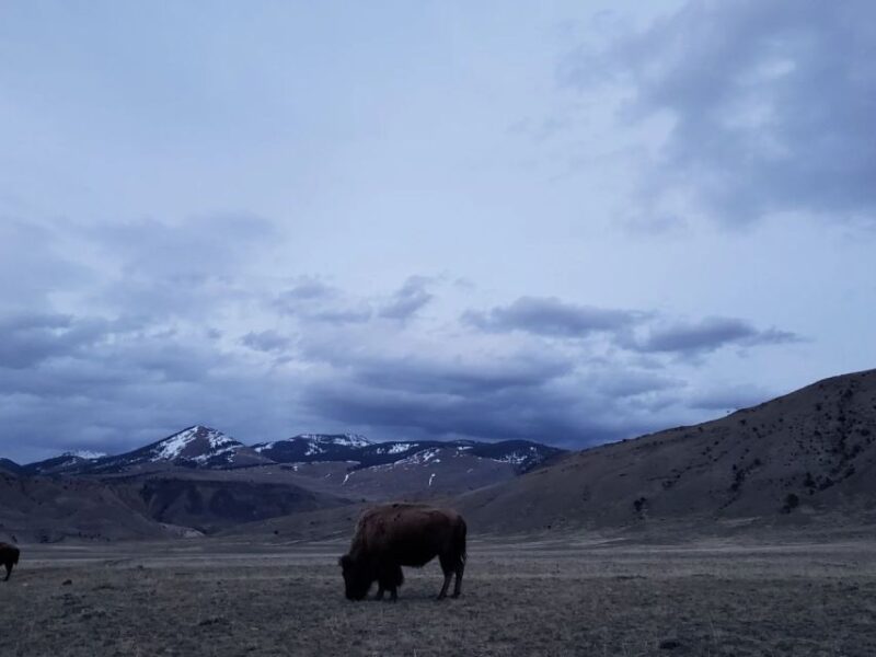 Gardiner: Yellowstone National Park Half Day Guided Hike - Inclusions