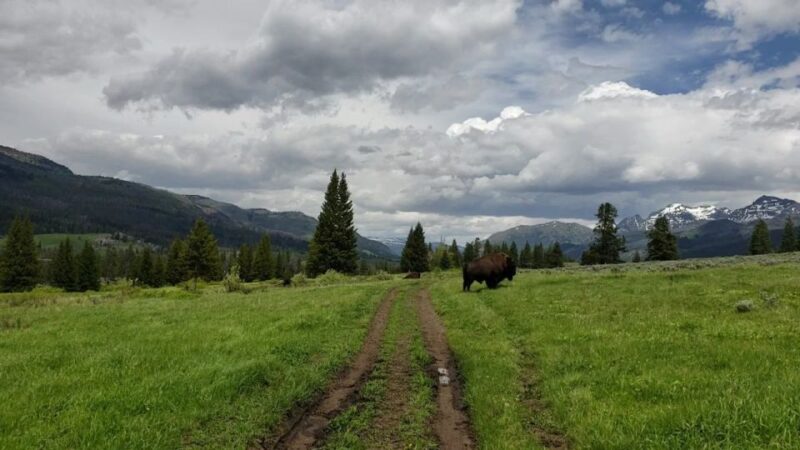 Gardiner: Yellowstone National Park Half Day Guided Hike - Travel Logistics