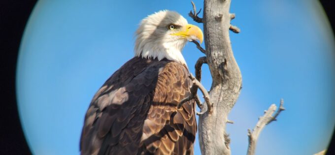 Gardiner: Yellowstone National Park Half Day Guided Hike - Winter Hiking Excursion
