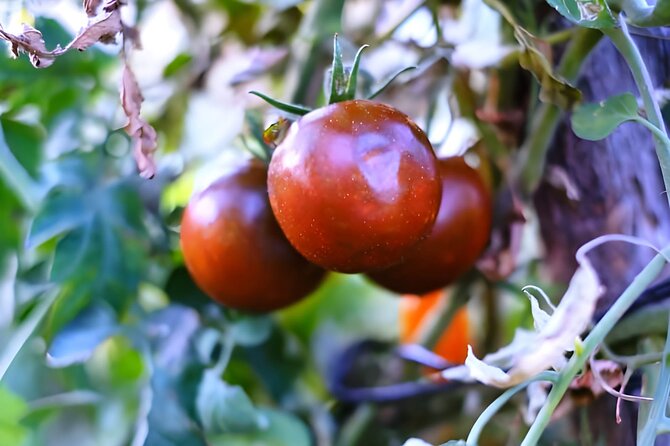 Gastronomical Amalfi Coast Hike With Cooking Class - Taste the Local Flavors