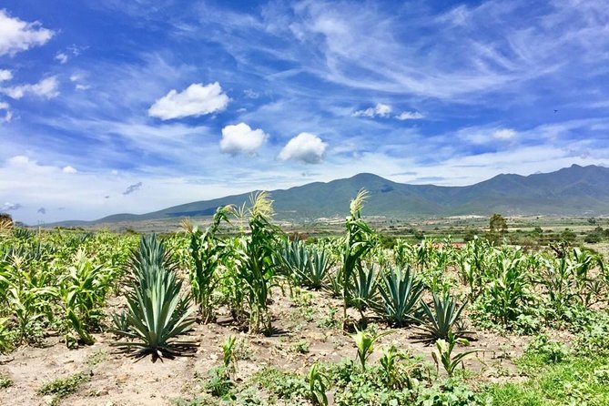 Gastronomy Experience, Culture Mezcal,Tasting & Textiles. Private Tour. - Tour Details and Inclusions