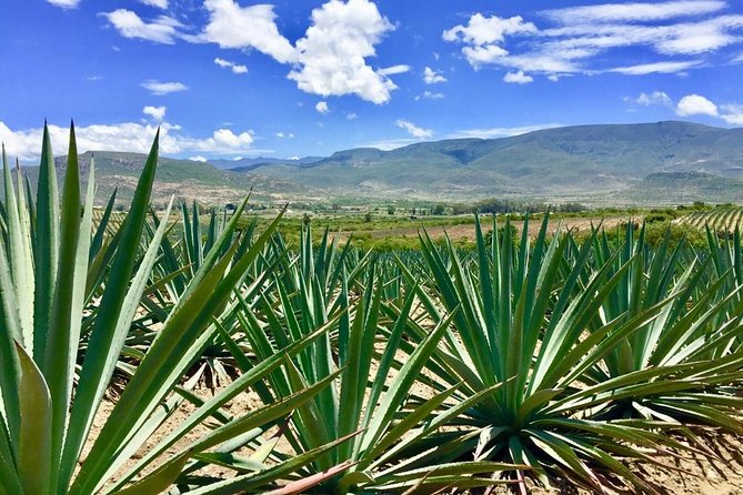 Gastronomy Experience, Culture Mezcal,Tasting & Textiles. Private Tour. - Guest Experiences and Reviews