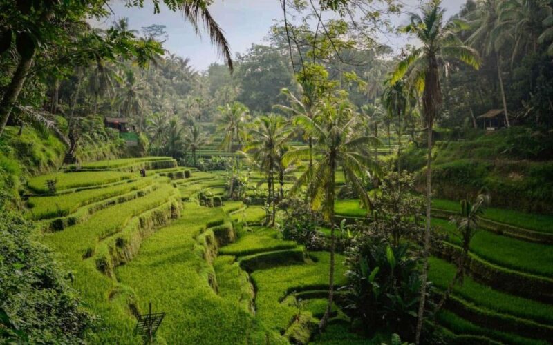 Gate of Heaven, Water Palace, Lahangan, and Coffee Process - Key Points