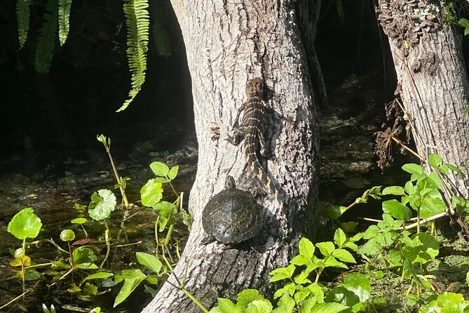 Gator Viewing Clear Kayak Springs Tour - Meeting and Pickup