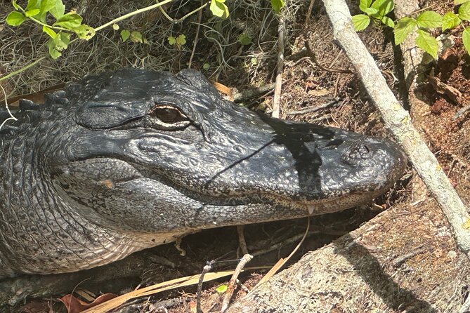 Gator Viewing Clear Kayak Springs Tour - Guest Experiences