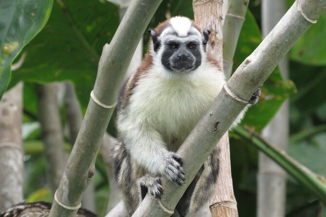 Gatun Lake Boat Tour and Jungle Wildlife at Soberania Park - Spotting Wildlife in Soberania Park