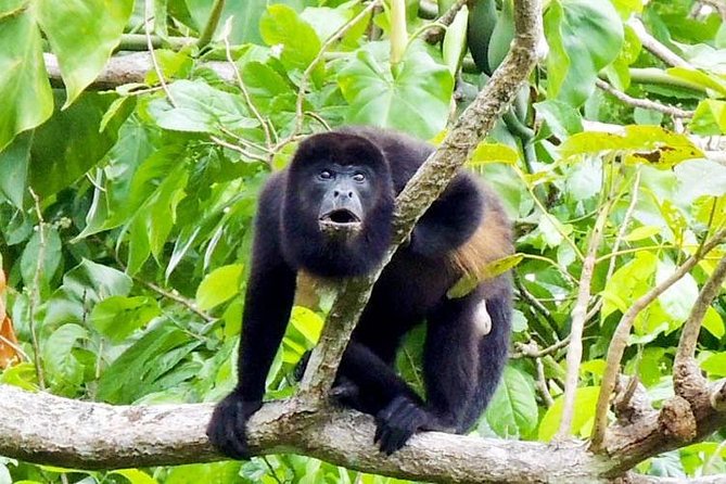 Gatun Lake & Panama Canal Wildlife Boat Tour and Sloth Sanctuary - Traveler Feedback and Recommendations